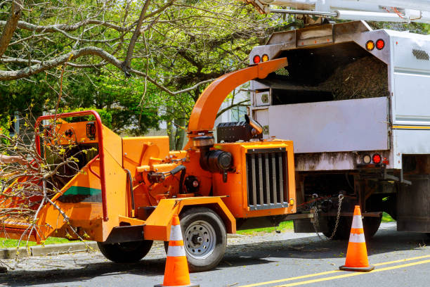 The Steps Involved in Our Tree Care Process in Lake Waccamaw, NC